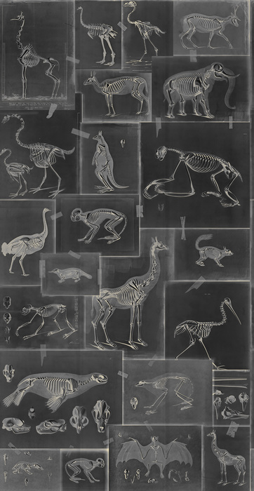 Elowen Enclave Animal Wallpaper — Charcoal
